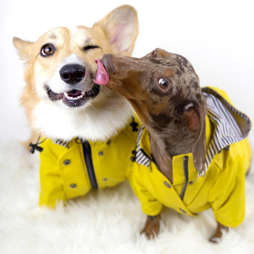 Waterproof Dog Raincoat – Bright Protection